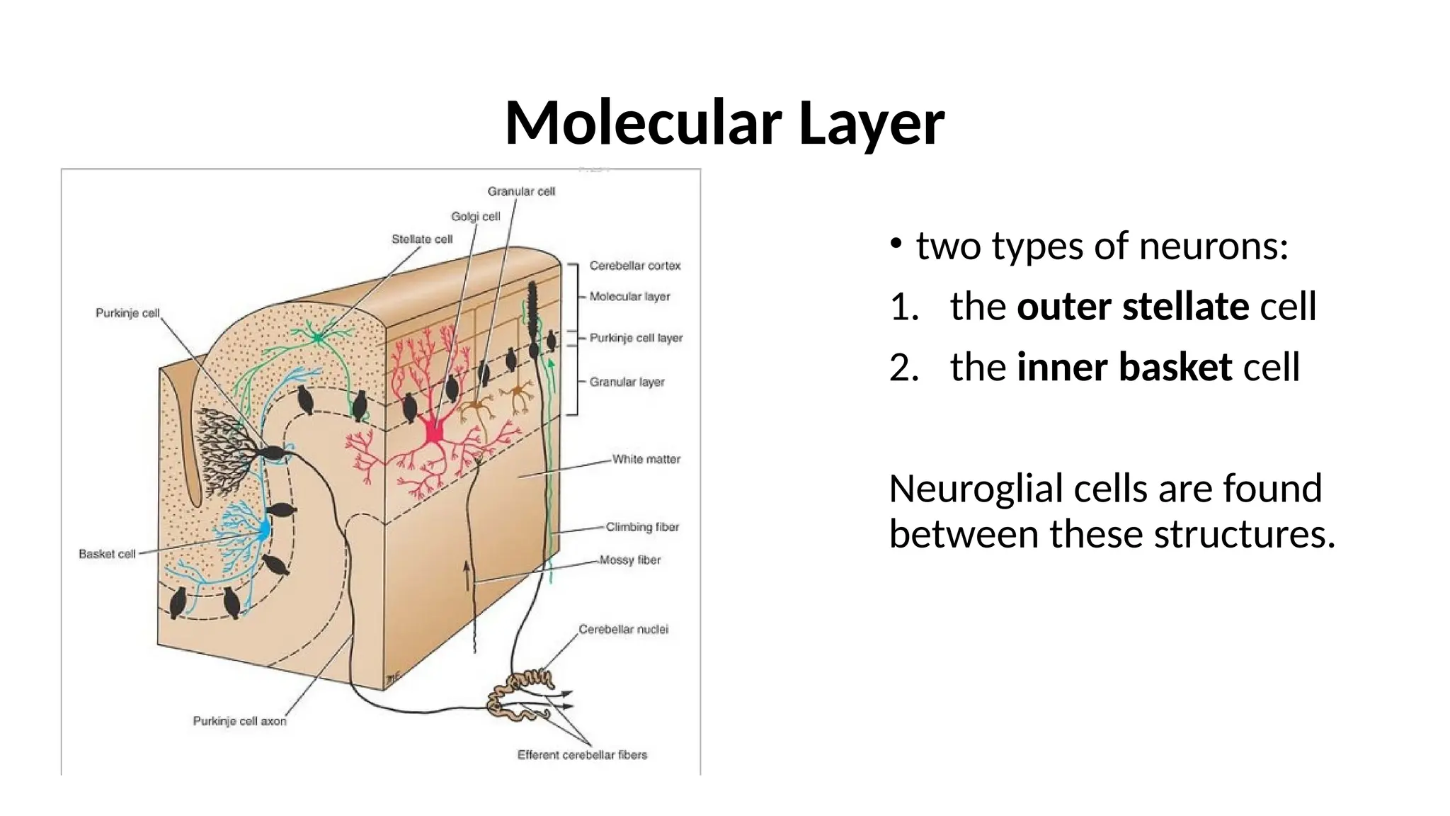 Molecular Layer
• two types of neurons:
1. the outer stellate cell
2. the inner basket cell
Neuroglial cells are found
between these structures.
 