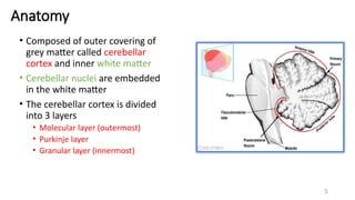 cerebellum -anatomy, functions and dysfunctions | PPTX