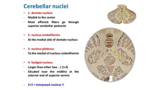 Comprehensive Overview of Cerebellum Functions and Impairment Syndromes ...