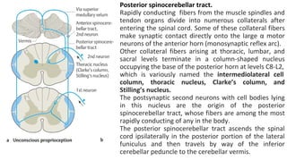 Sample Devide Refler Retch Comprehensive Overview of Cerebellum Functions and Impairment Syndromes ...