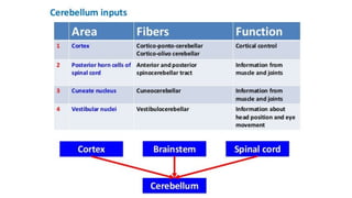 Comprehensive Overview of Cerebellum Functions and Impairment Syndromes ...