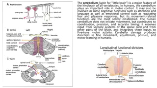 Comprehensive Overview of Cerebellum Functions and Impairment Syndromes ...