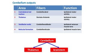 Comprehensive Overview of Cerebellum Functions and Impairment Syndromes ...