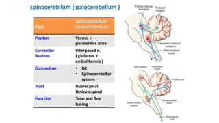 Comprehensive Overview of Cerebellum Functions and Impairment Syndromes ...