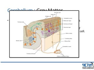 Comprehensive Overview of Cerebellum: Anatomy, Functions, and Disorders ...