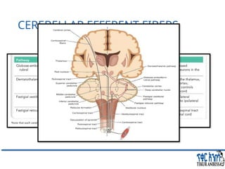 Comprehensive Overview of Cerebellum: Anatomy, Functions, and Disorders ...