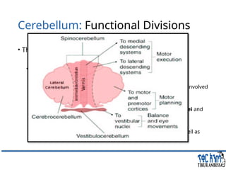 Comprehensive Overview of Cerebellum: Anatomy, Functions, and Disorders ...