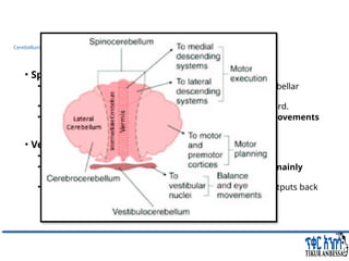 Comprehensive Overview of Cerebellum: Anatomy, Functions, and Disorders ...