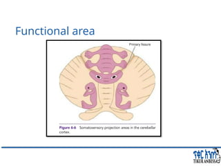 Comprehensive Overview of Cerebellum: Anatomy, Functions, and Disorders ...