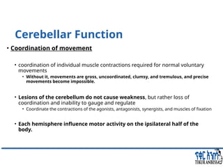 Comprehensive Overview of Cerebellum: Anatomy, Functions, and Disorders ...