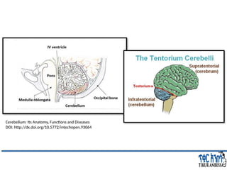 Comprehensive Overview of Cerebellum: Anatomy, Functions, and Disorders ...