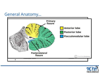 Comprehensive Overview of Cerebellum: Anatomy, Functions, and Disorders ...