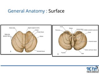 Comprehensive Overview of Cerebellum: Anatomy, Functions, and Disorders ...