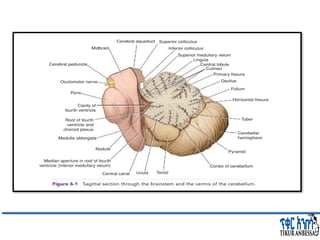 Comprehensive Overview of Cerebellum: Anatomy, Functions, and Disorders ...