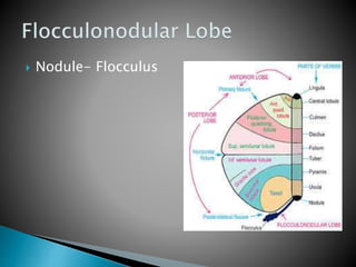 Cerebellum by Prof Soumya Chakraborty Bhattacharya | PPTX