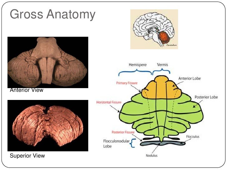 Cerebellum And Alcohol