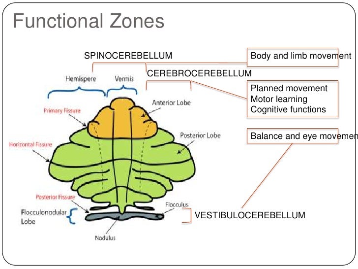Image Result For Cerebellum Image Result For Cerebellum