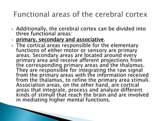  Additionally, the cerebral cortex can be divided into
three functional areas:
 primary, secondary and associative.
 The cortical areas responsible for the elementary
functions of either motor or sensory are primary
areas. Secondary areas are located around every
primary area and receive afferent projections from
the corresponding primary areas and the thalamus.
They are responsible for integrating the raw signal
from the primary areas with the information received
from the thalamus, to refine the primary area stimuli.
Association areas, on the other hand, are cortical
areas that integrate, process and analyze different
kinds of stimuli that reach the brain and are involved
in mediating higher mental functions.
 