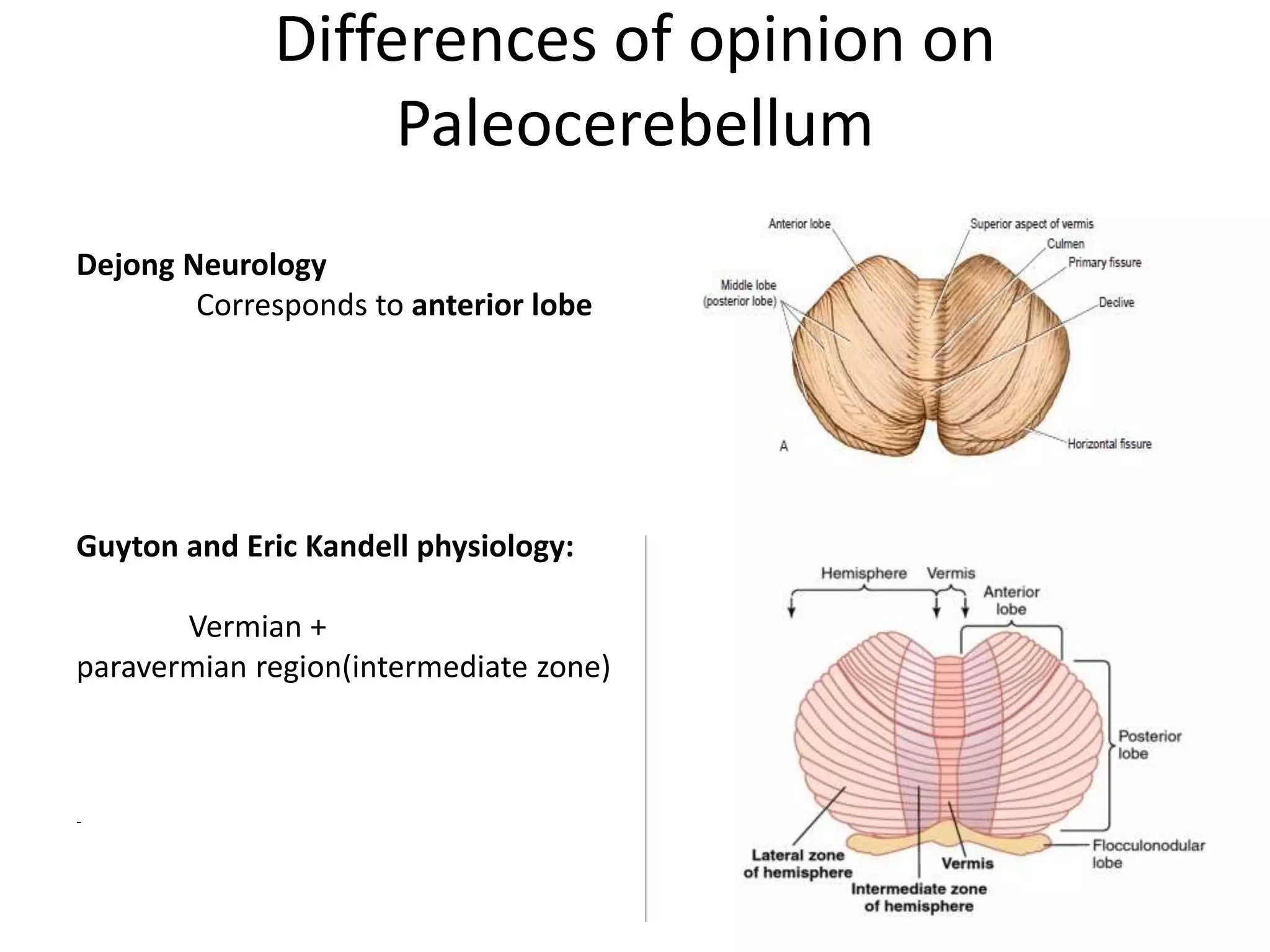Cerebellum and its connections | PPTX