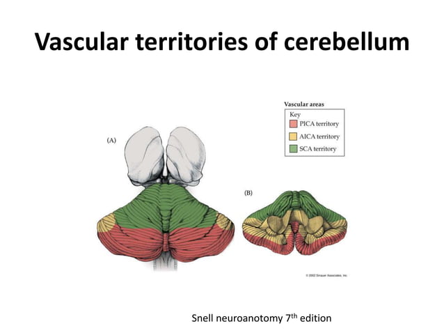 Cerebellum and its connections | PPTX