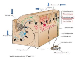 Cerebellum and its connections | PPTX