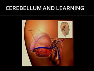CEREBELLUM AND LEARNING 