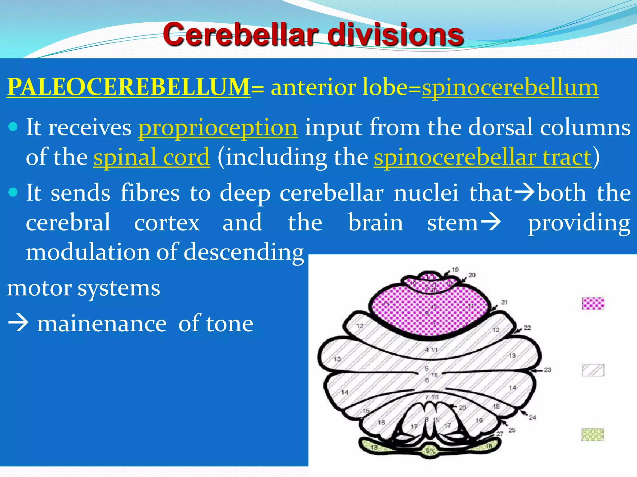 Cerebellum & ataxia | PDF