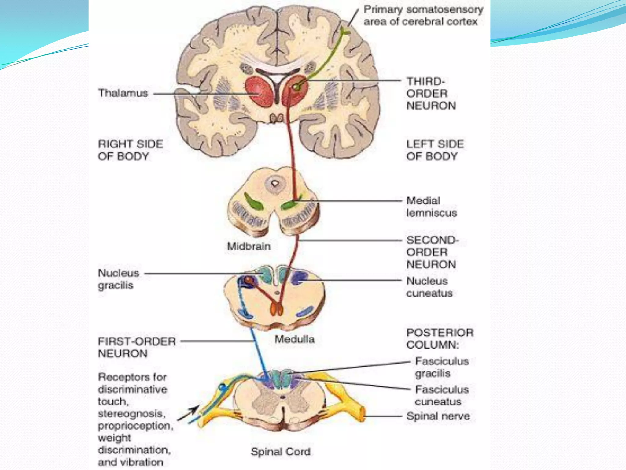 Cerebellum & ataxia | PDF