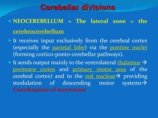 Cerebellar divisions
 NEOCEREBELLUM = The lateral zone = the
cerebrocerebellum
 It receives input exclusively from the cerebral cortex
(especially the parietal lobe) via the pontine nuclei
(forming cortico-ponto-cerebellar pathways).
 It sends output mainly to the ventrolateral thalamus 
premotor cortex and primary motor area of the
cerebral cortex) and to the red nucleus providing
modulation of descending motor systems
Coordination of movement
 