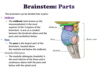 Cerebellum & Brainstem by Dr.Timothy Cheptarei.pptx
