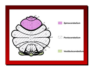 Cerebellum by prc (1) PPT