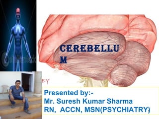 CEREBELLU
M
Presented by:-
Mr. Suresh Kumar Sharma
RN, ACCN, MSN(PSYCHIATRY)
BY
1
 