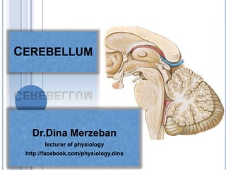 CEREBELLUM
Dr.Dina Merzeban
lecturer of physiology
http://facebook.com/physiology.dina
 