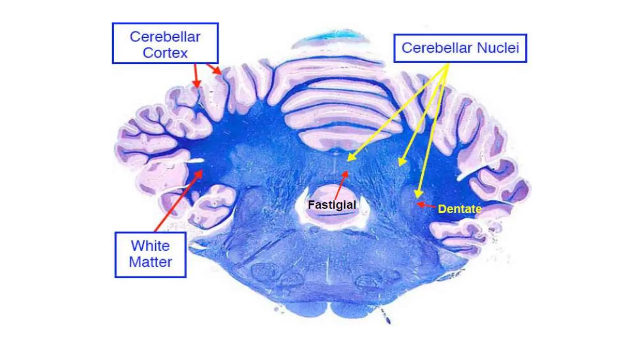 Cerebellum…Anatomy of cerebellum……..pptx