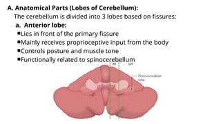 Comprehensive Overview of the Cerebellum: Anatomy, Functions, and ...