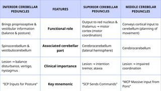 Comprehensive Overview of the Cerebellum: Anatomy, Functions, and ...