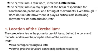 Comprehensive Overview of the Cerebellum: Anatomy, Functions, and ...
