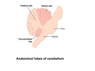 Cerebellum anatomy and functions and abnormalities | PPT