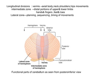 Cerebellum anatomy and functions and abnormalities | PPT
