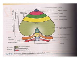 Cerebellum anatomy and functions and abnormalities | PPT