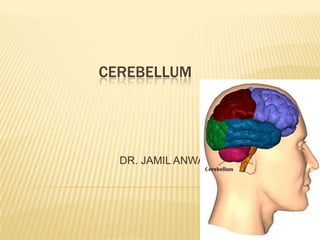 CEREBELLUM




  DR. JAMIL ANWAR
 