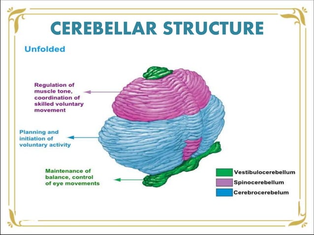 Cerebellum its function and releveance in psychiatry | PPTX | Brain and ...