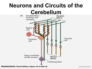 Cerebellum by DR.SIDRA | PPT image.