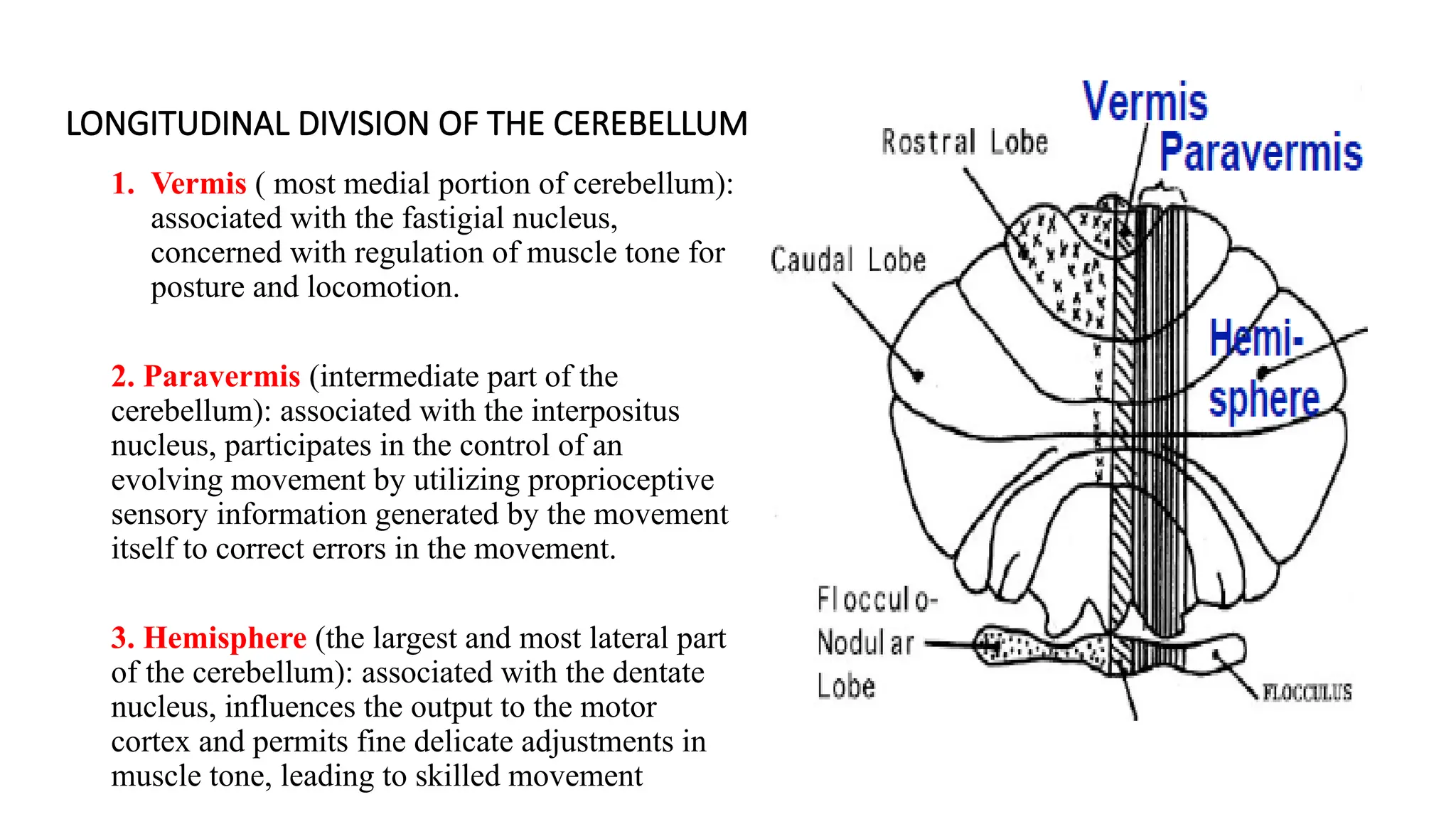 LONGITUDINAL DIVISION OF THE CEREBELLUM
1. Vermis ( most medial portion of cerebellum):
associated with the fastigial nucleus,
concerned with regulation of muscle tone for
posture and locomotion.
2. Paravermis (intermediate part of the
cerebellum): associated with the interpositus
nucleus, participates in the control of an
evolving movement by utilizing proprioceptive
sensory information generated by the movement
itself to correct errors in the movement.
3. Hemisphere (the largest and most lateral part
of the cerebellum): associated with the dentate
nucleus, influences the output to the motor
cortex and permits fine delicate adjustments in
muscle tone, leading to skilled movement
 