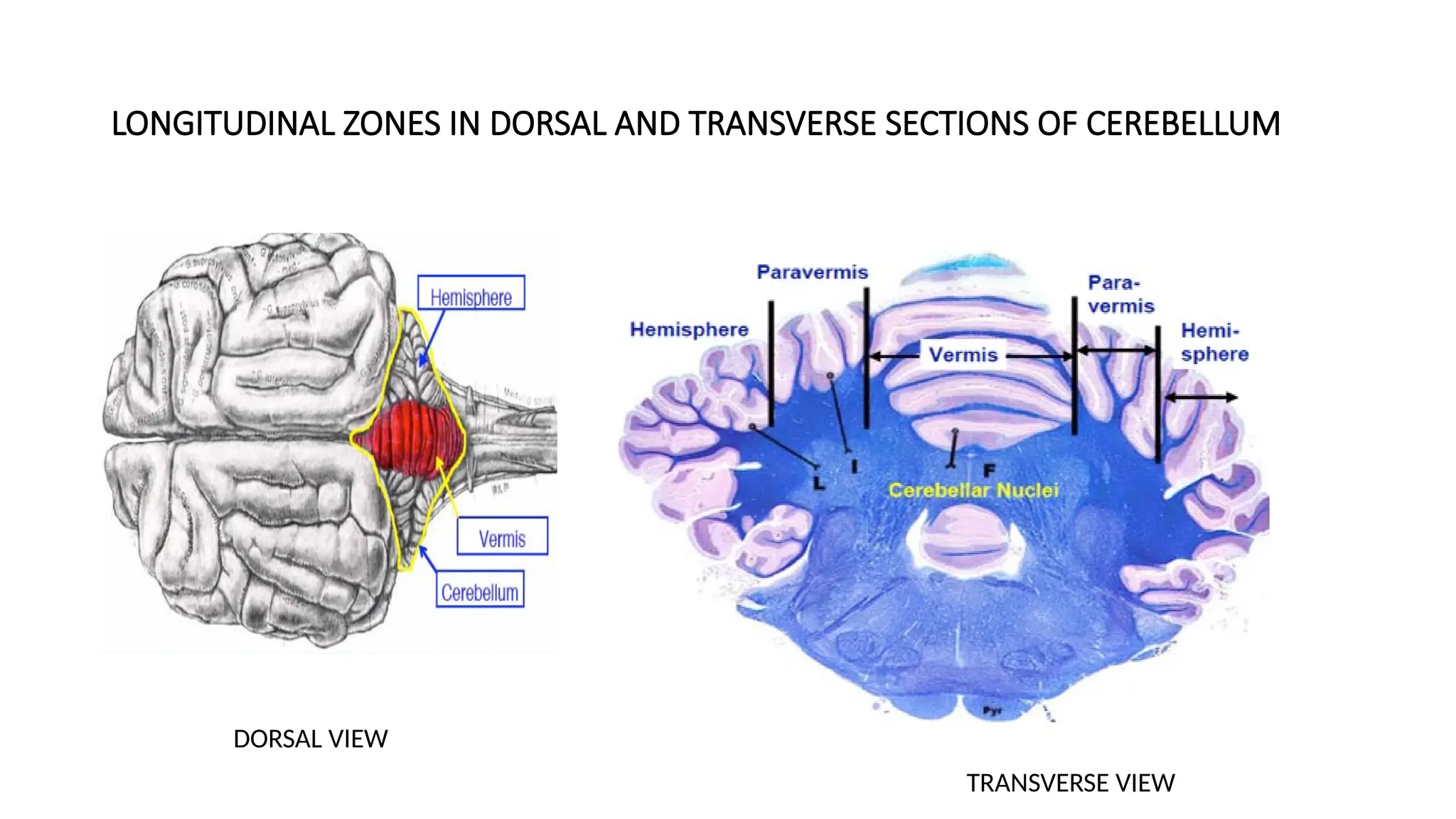 LONGITUDINAL ZONES IN DORSAL AND TRANSVERSE SECTIONS OF CEREBELLUM
DORSAL VIEW
TRANSVERSE VIEW
 