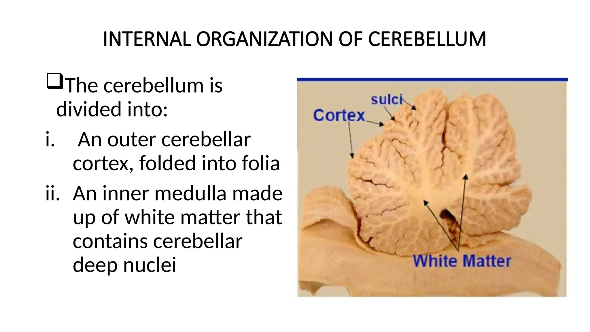 INTERNAL ORGANIZATION OF CEREBELLUM
The cerebellum is
divided into:
i. An outer cerebellar
cortex, folded into folia
ii. An inner medulla made
up of white matter that
contains cerebellar
deep nuclei
 