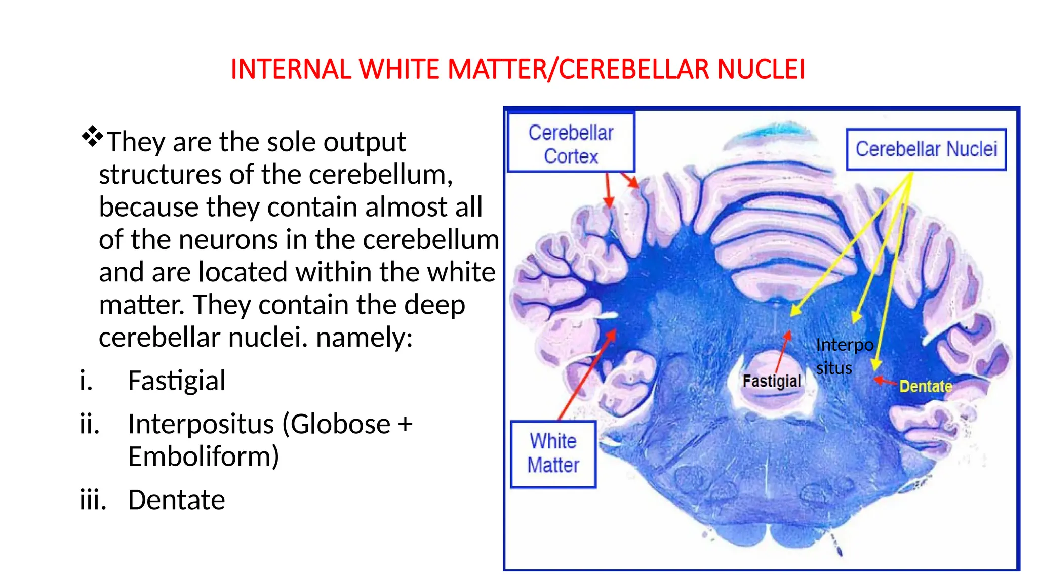 INTERNAL WHITE MATTER/CEREBELLAR NUCLEI
They are the sole output
structures of the cerebellum,
because they contain almost all
of the neurons in the cerebellum
and are located within the white
matter. They contain the deep
cerebellar nuclei. namely:
i. Fastigial
ii. Interpositus (Globose +
Emboliform)
iii. Dentate
Interpo
situs
 