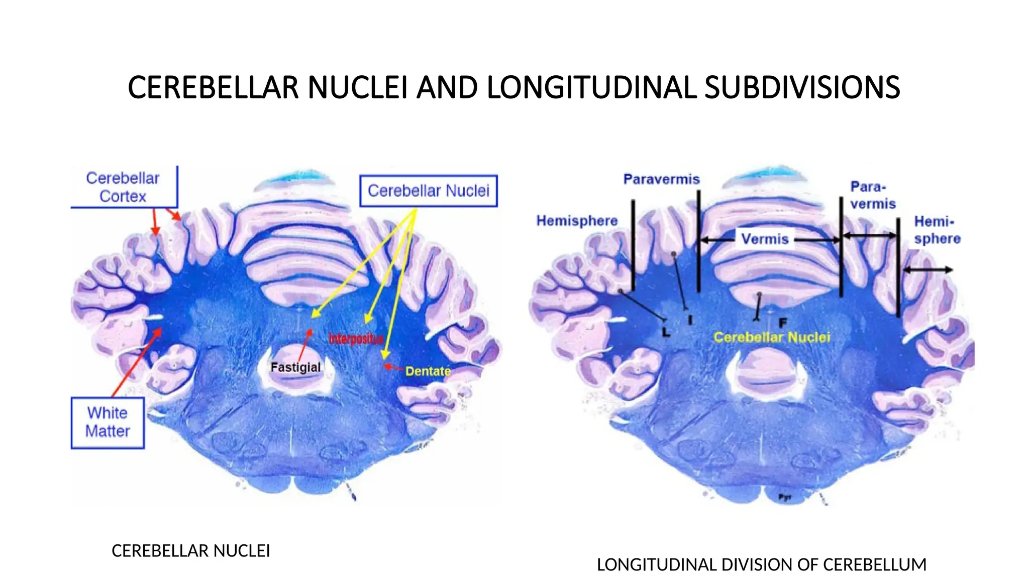 CEREBELLAR NUCLEI AND LONGITUDINAL SUBDIVISIONS
CEREBELLAR NUCLEI
LONGITUDINAL DIVISION OF CEREBELLUM
 