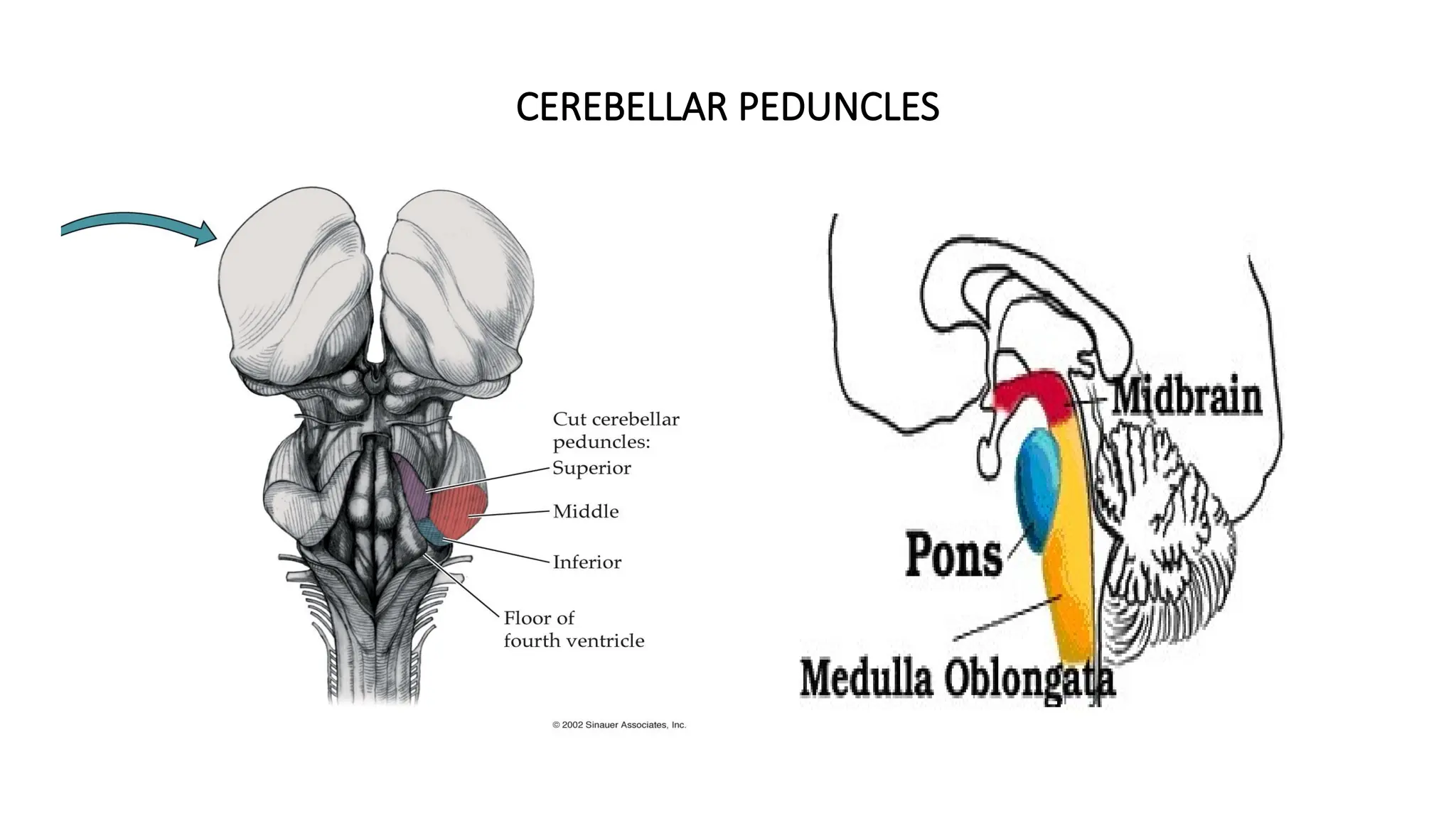 CEREBELLAR PEDUNCLES
 
