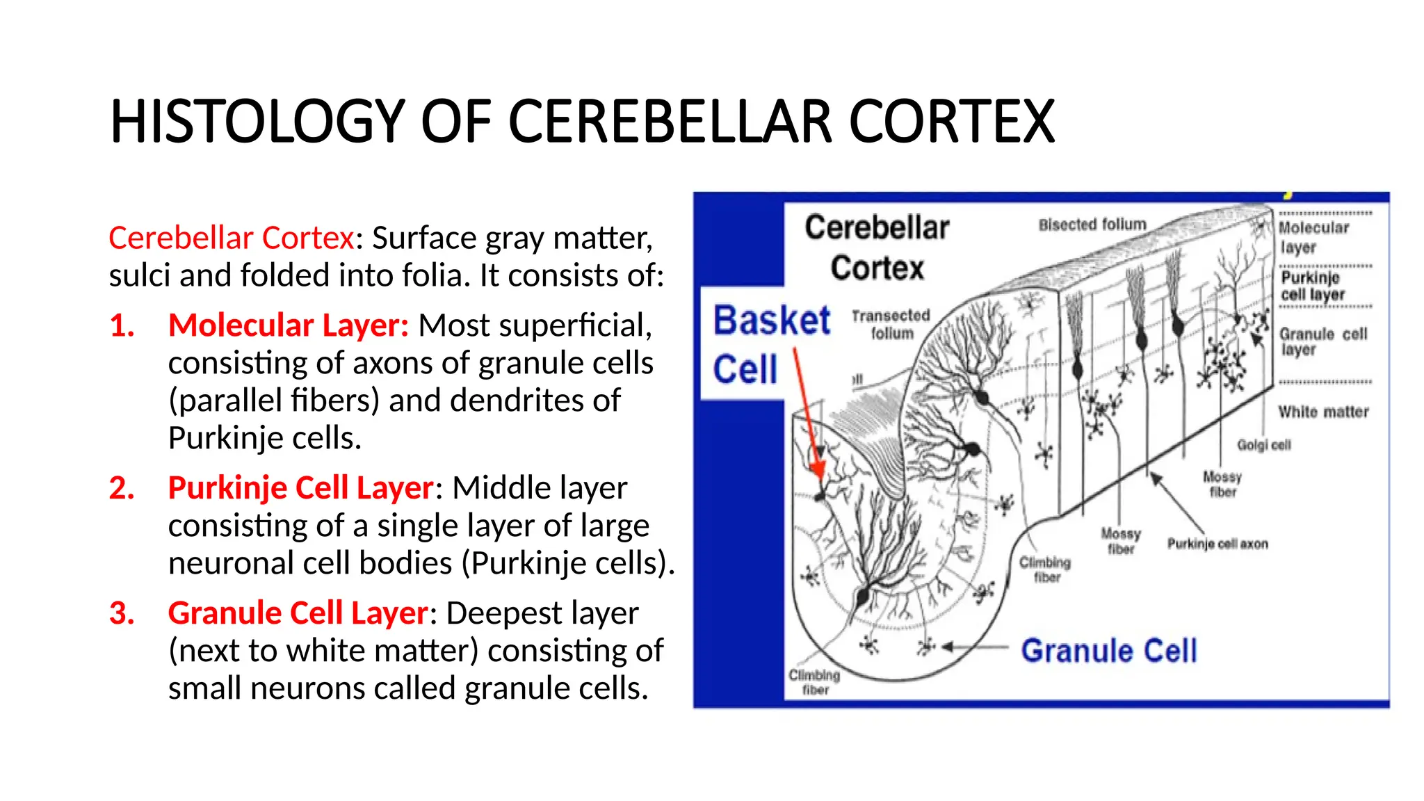 HISTOLOGY OF CEREBELLAR CORTEX
Cerebellar Cortex: Surface gray matter,
sulci and folded into folia. It consists of:
1. Molecular Layer: Most superficial,
consisting of axons of granule cells
(parallel fibers) and dendrites of
Purkinje cells.
2. Purkinje Cell Layer: Middle layer
consisting of a single layer of large
neuronal cell bodies (Purkinje cells).
3. Granule Cell Layer: Deepest layer
(next to white matter) consisting of
small neurons called granule cells.
 